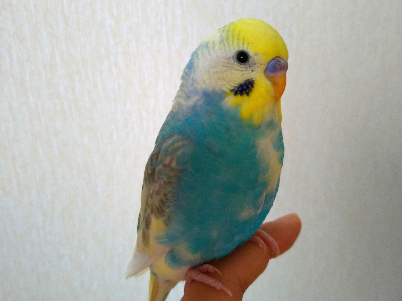 ふうちゃん ふうちゃん