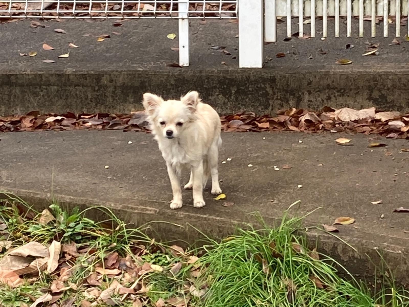 目撃された犬 目撃された犬