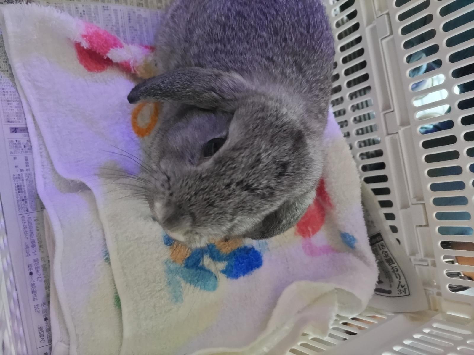 保護されたペット 保護されたペット