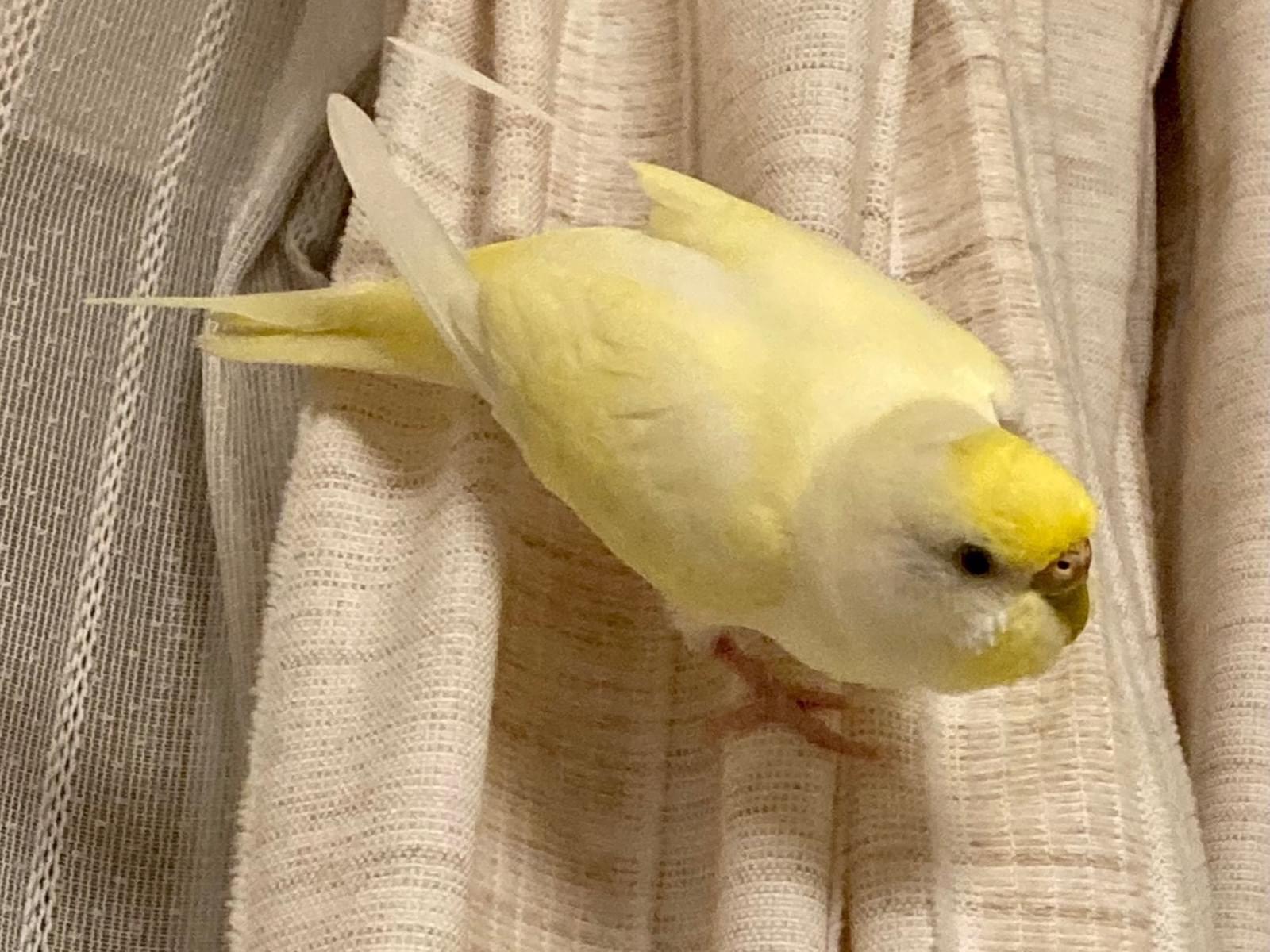 ぷぅちゃん ぷぅちゃん