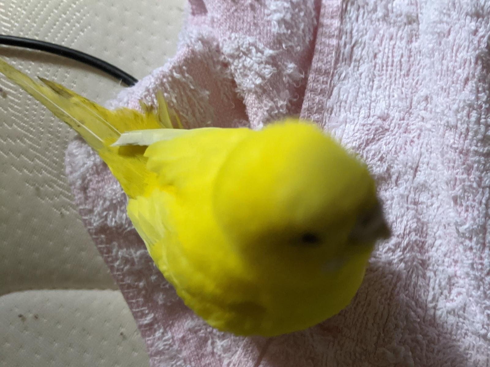 保護された鳥 保護された鳥