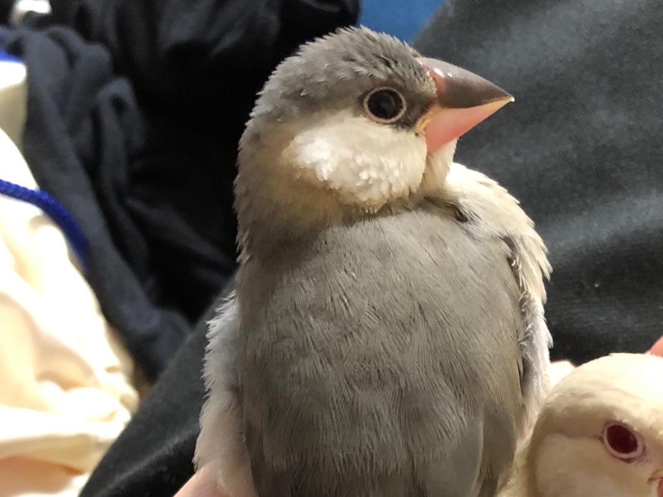 くろちゃん くろちゃん
