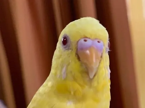 セキセイインコが窓から飛び出してしまいました。