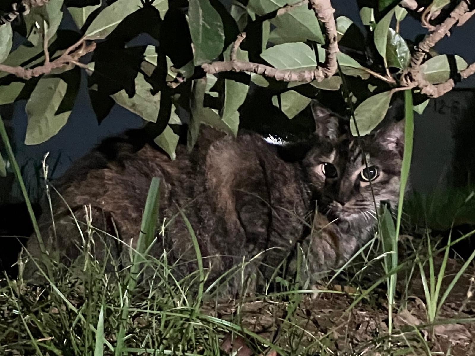目撃された猫 目撃された猫
