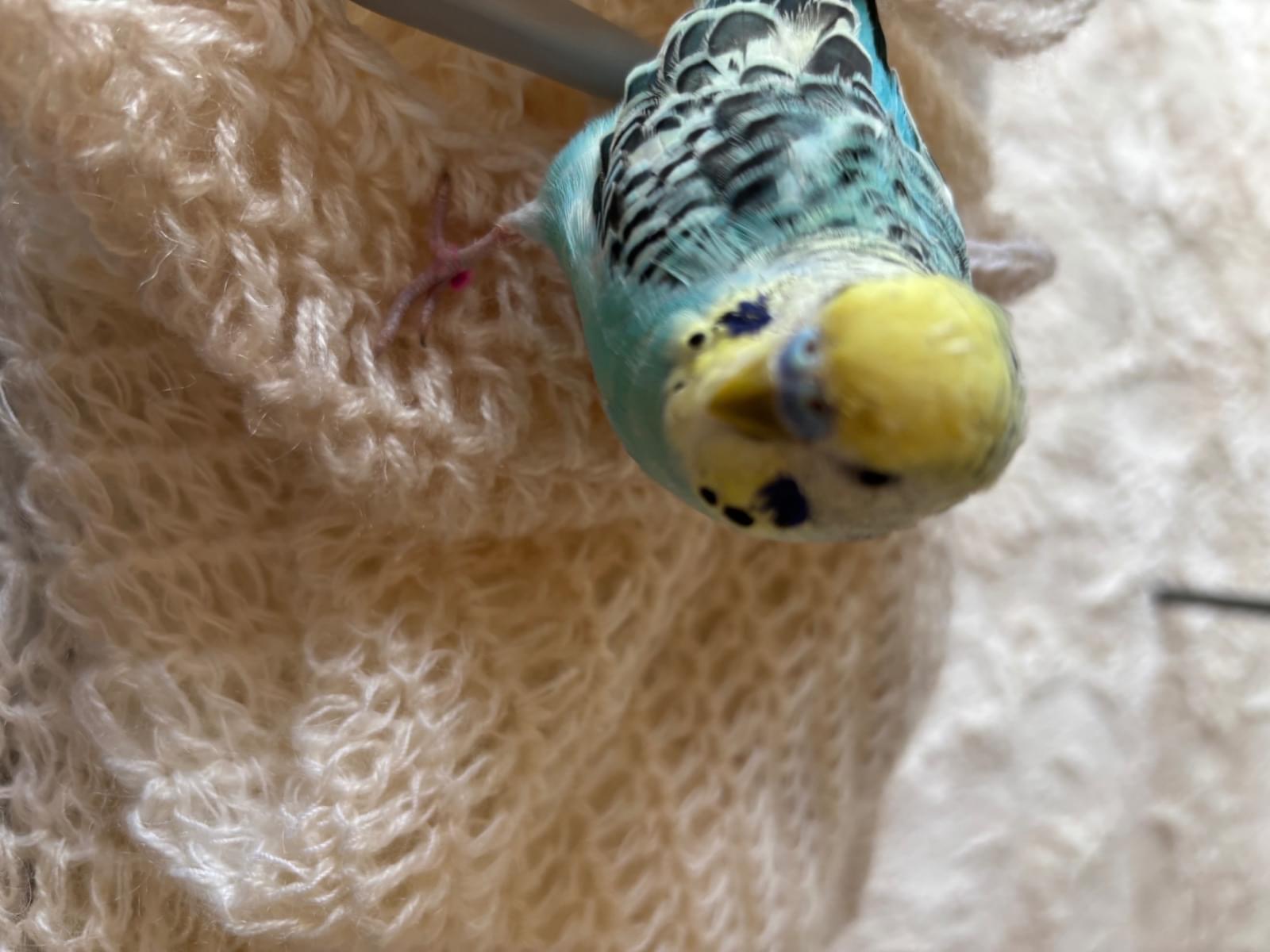 チビたんちゃん チビたんちゃん