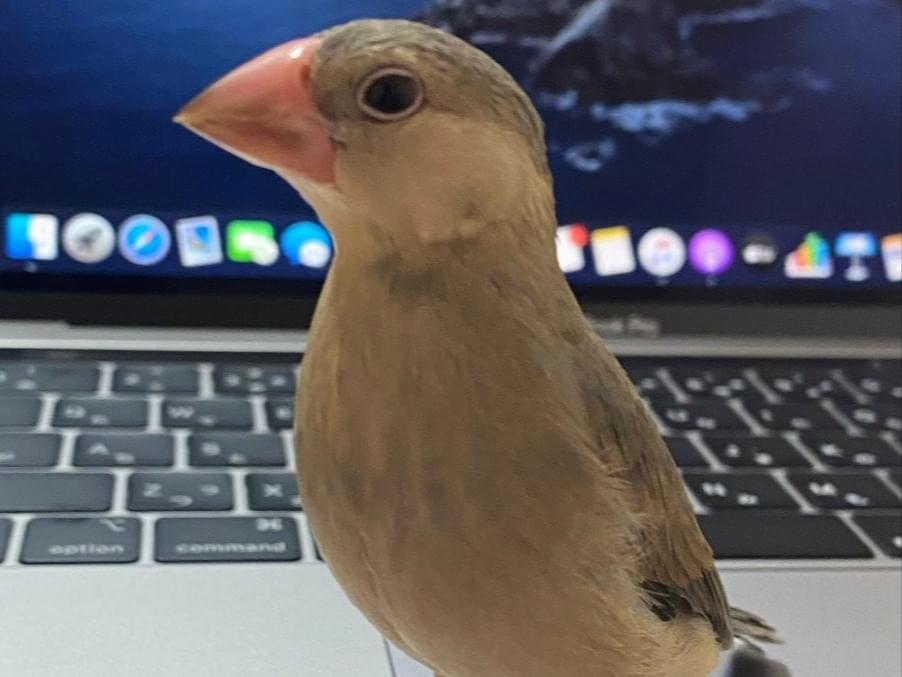 じりちゃん じりちゃん