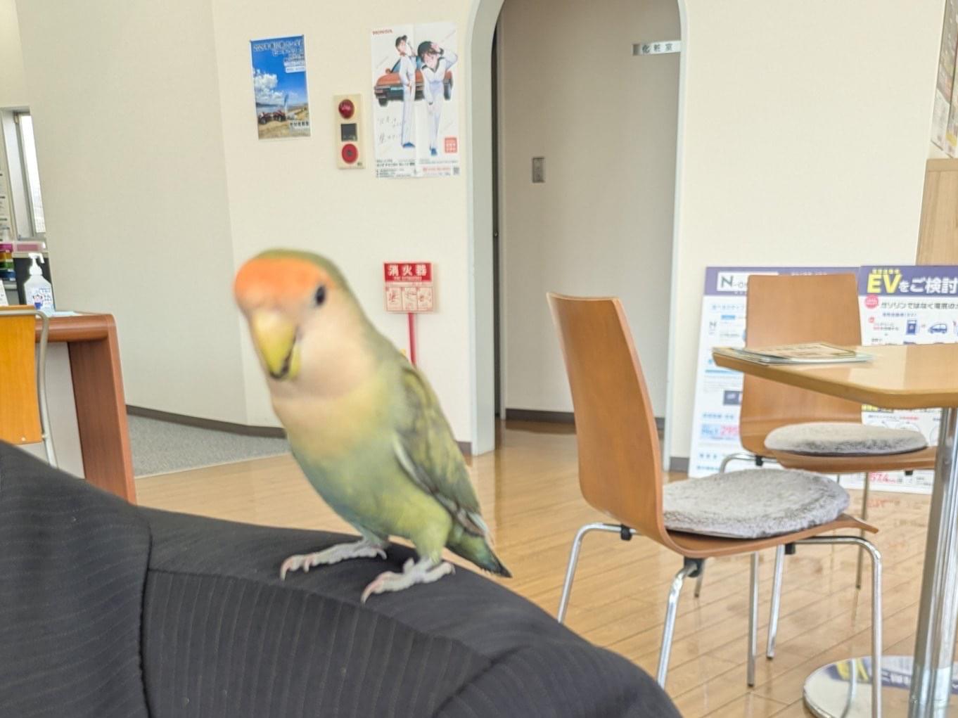 保護された鳥 保護された鳥