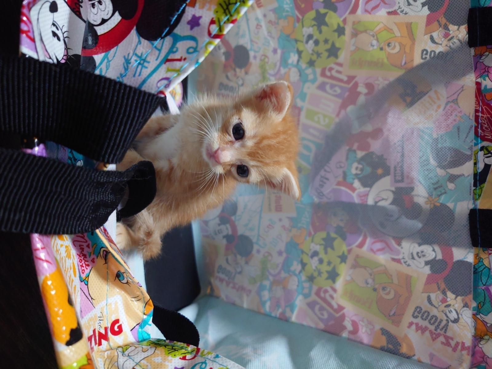 目撃された猫 目撃された猫