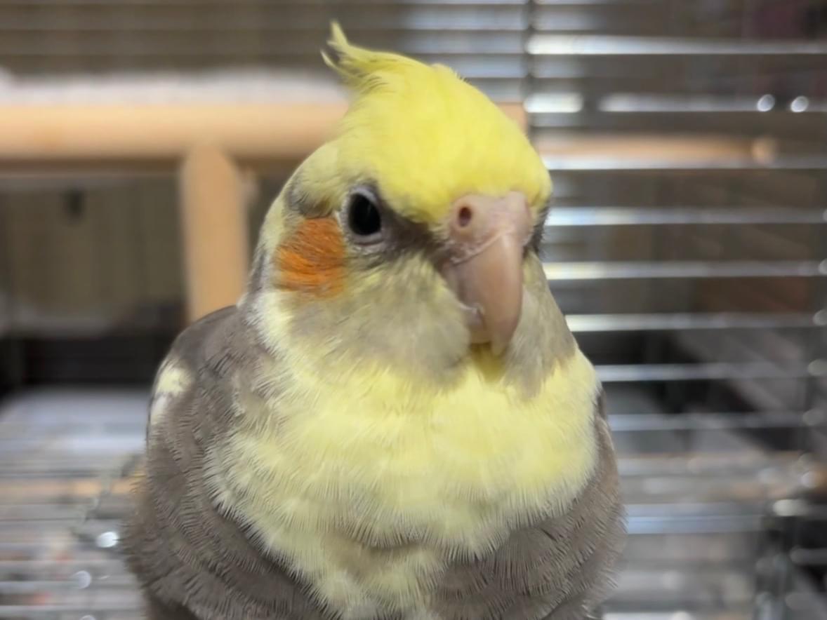 ぴーちゃん ぴーちゃん