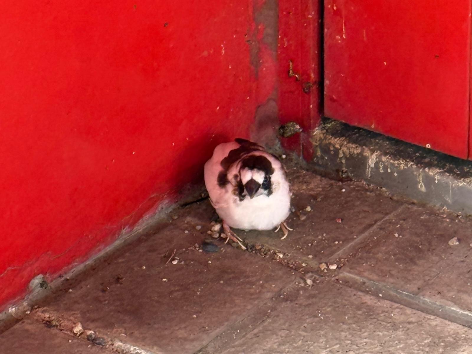 目撃された鳥 目撃された鳥