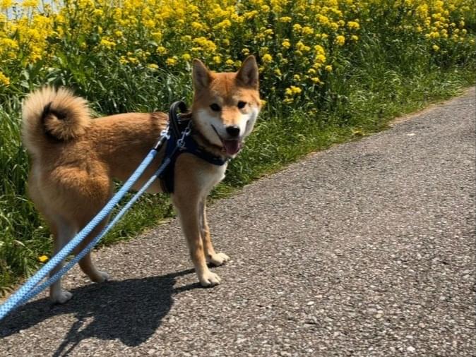 迷子になった犬 迷子になった犬
