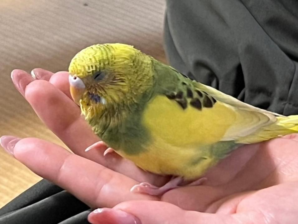 ピロロちゃん ピロロちゃん