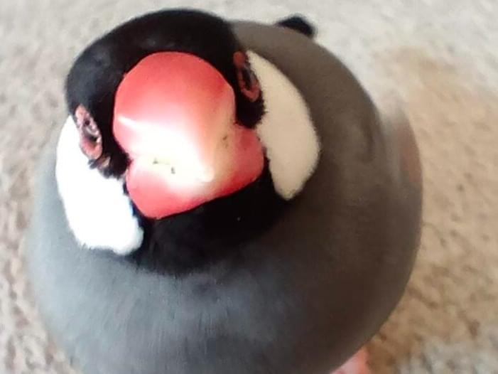 くろちゃん