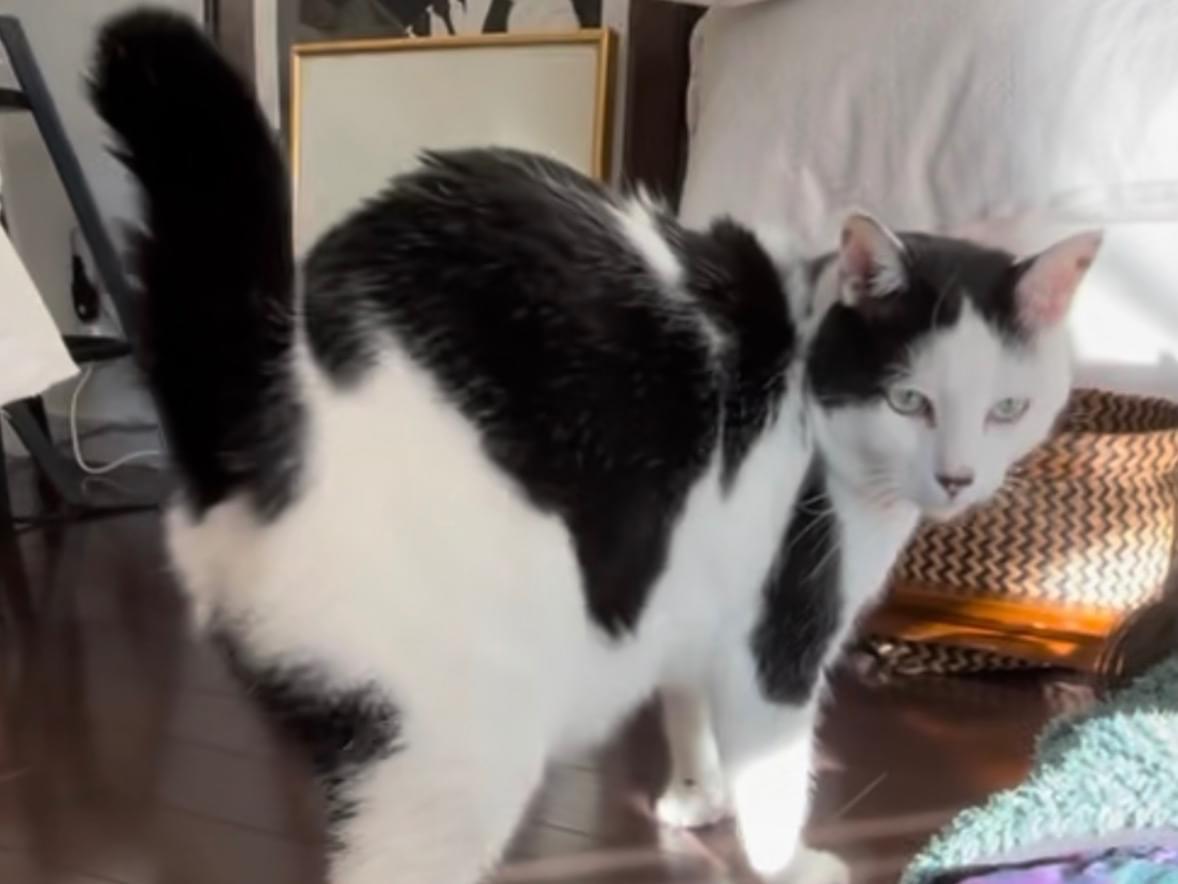 ふくまるちゃん ふくまるちゃん