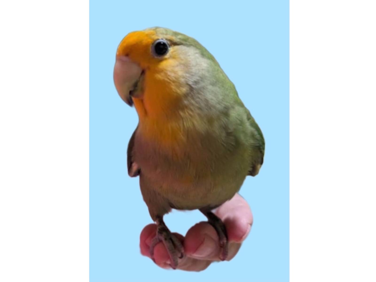 せなちゃん せなちゃん