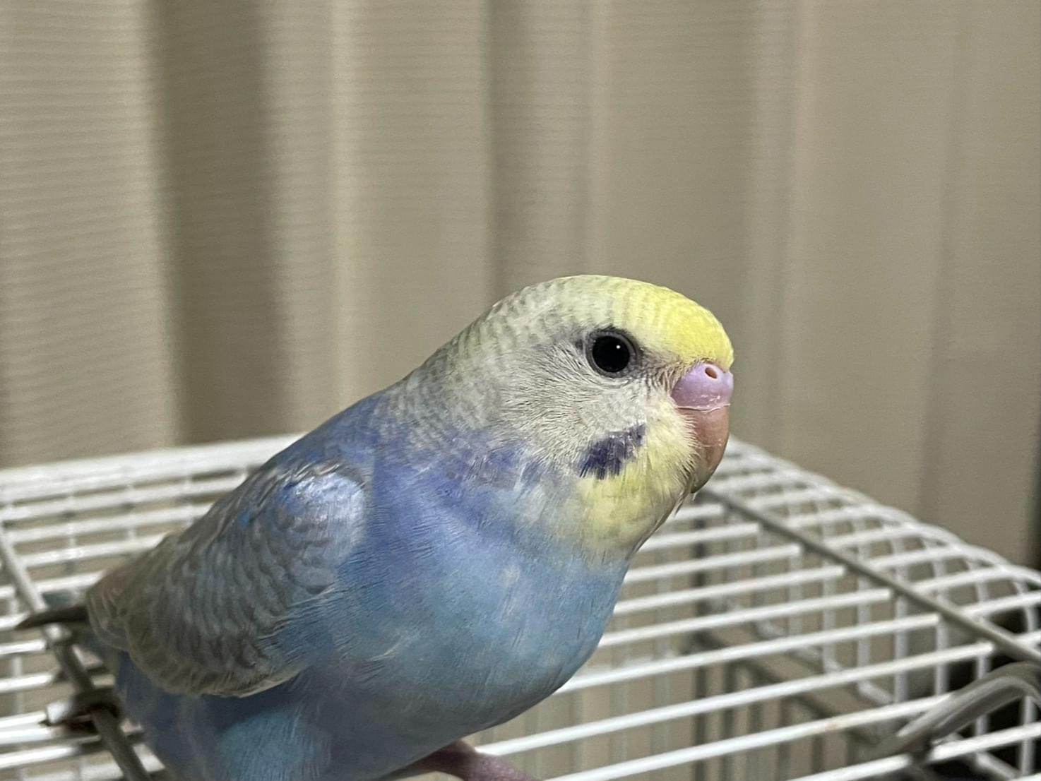 すいちゃん すいちゃん