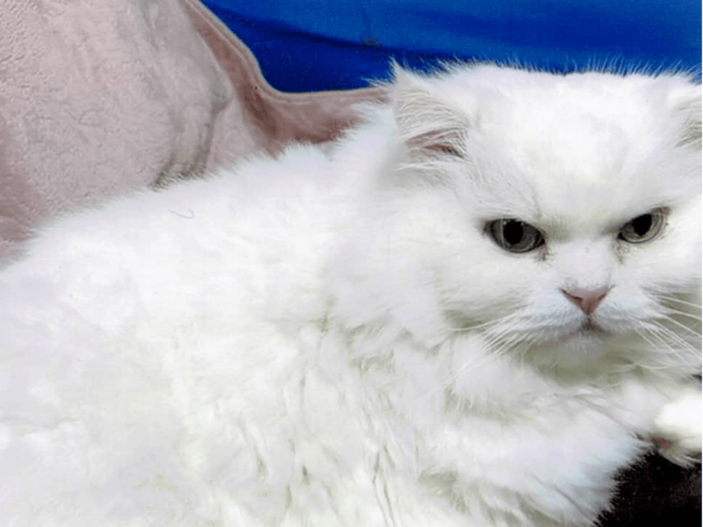 リオンちゃん リオンちゃん