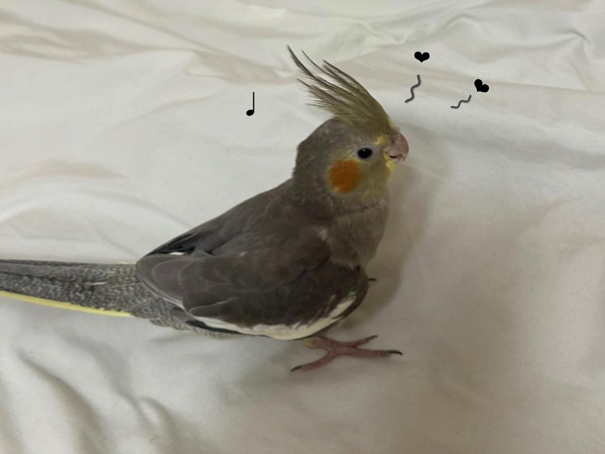 ぽぽちゃん ぽぽちゃん