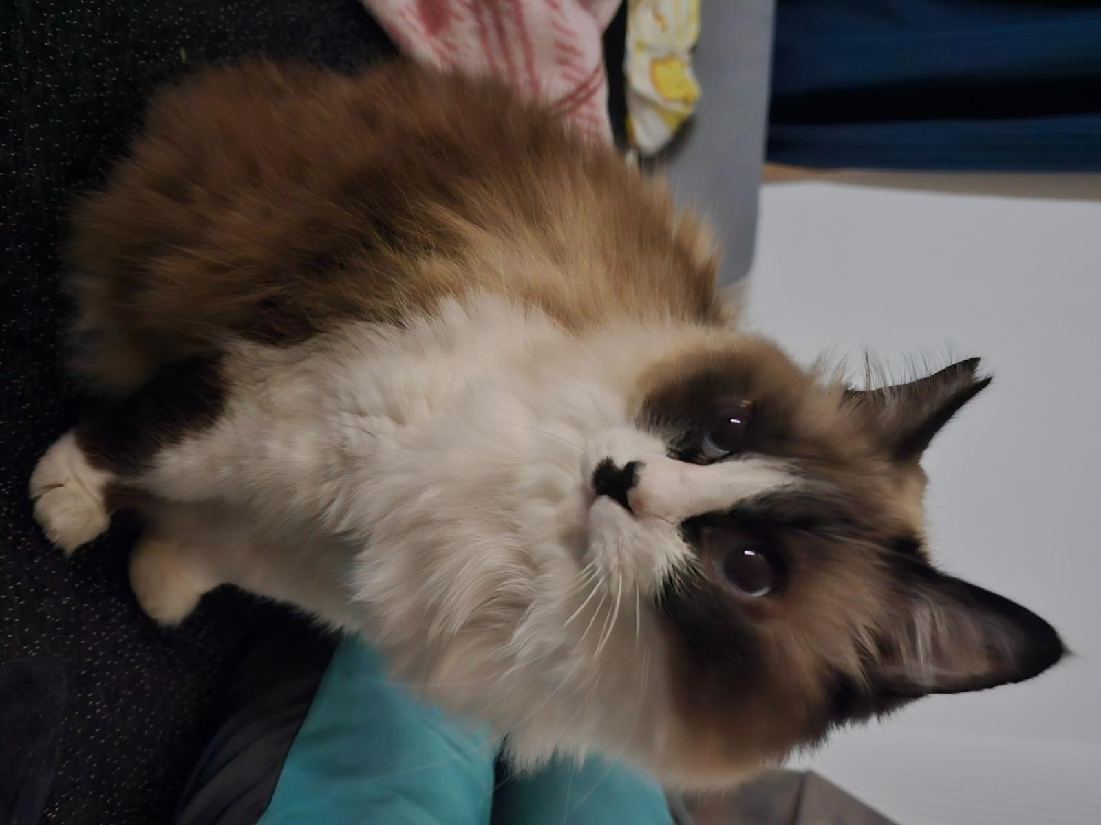 モフちゃん
