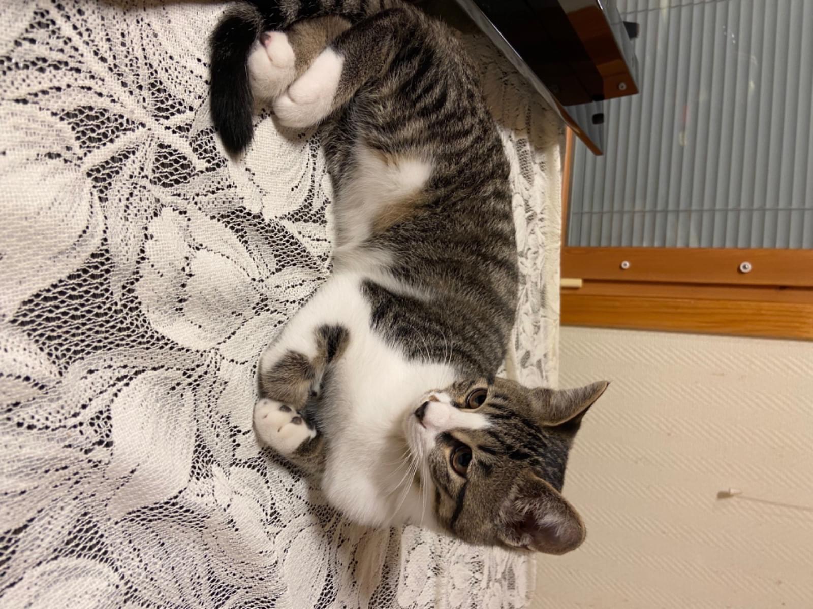 ミュウちゃん ミュウちゃん