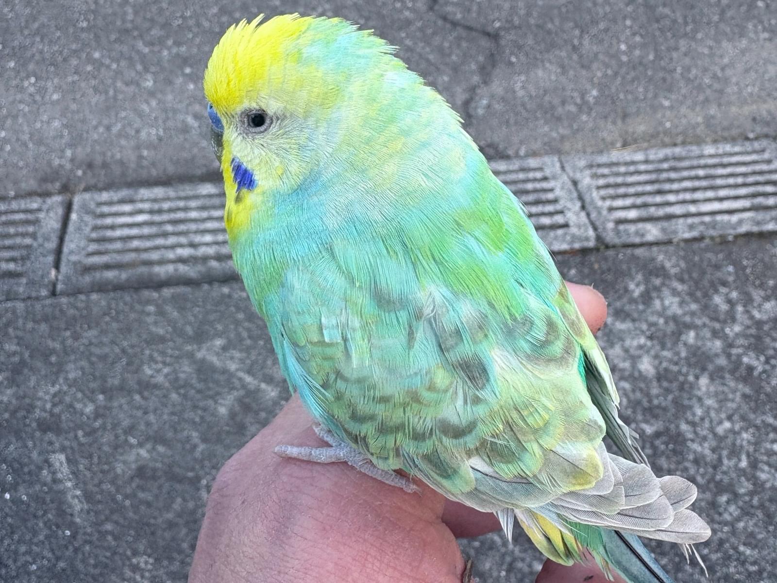 目撃された鳥 目撃された鳥
