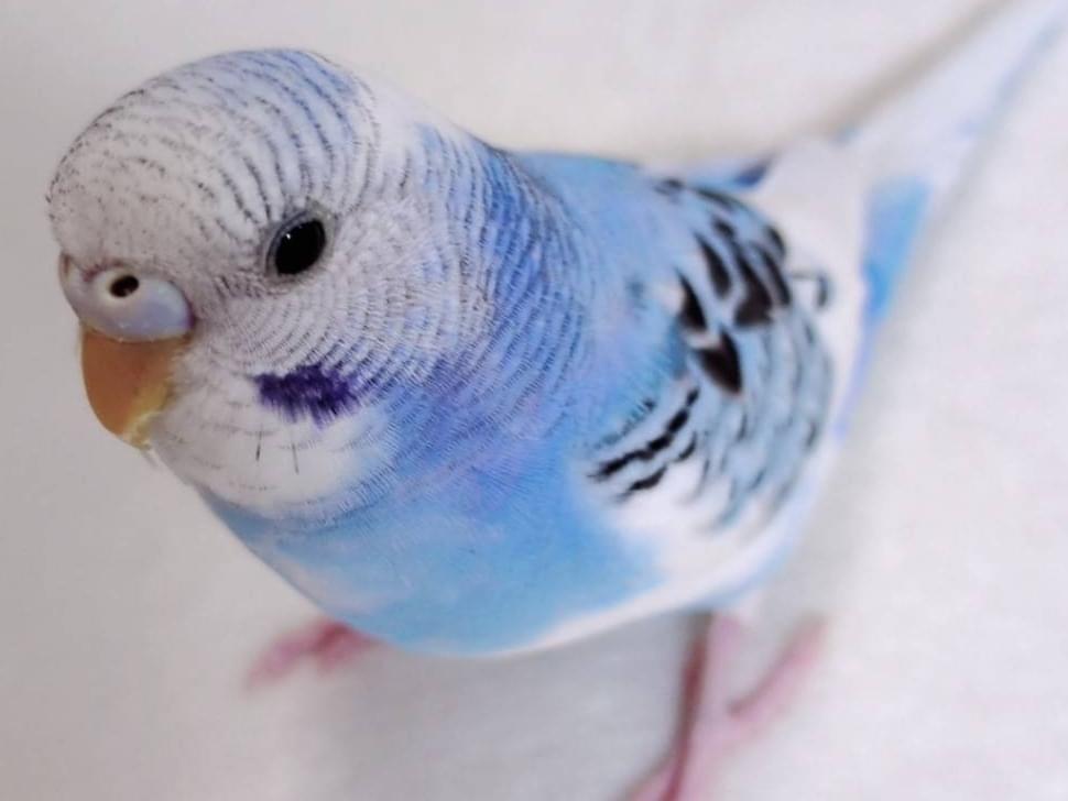 チュピちゃん
