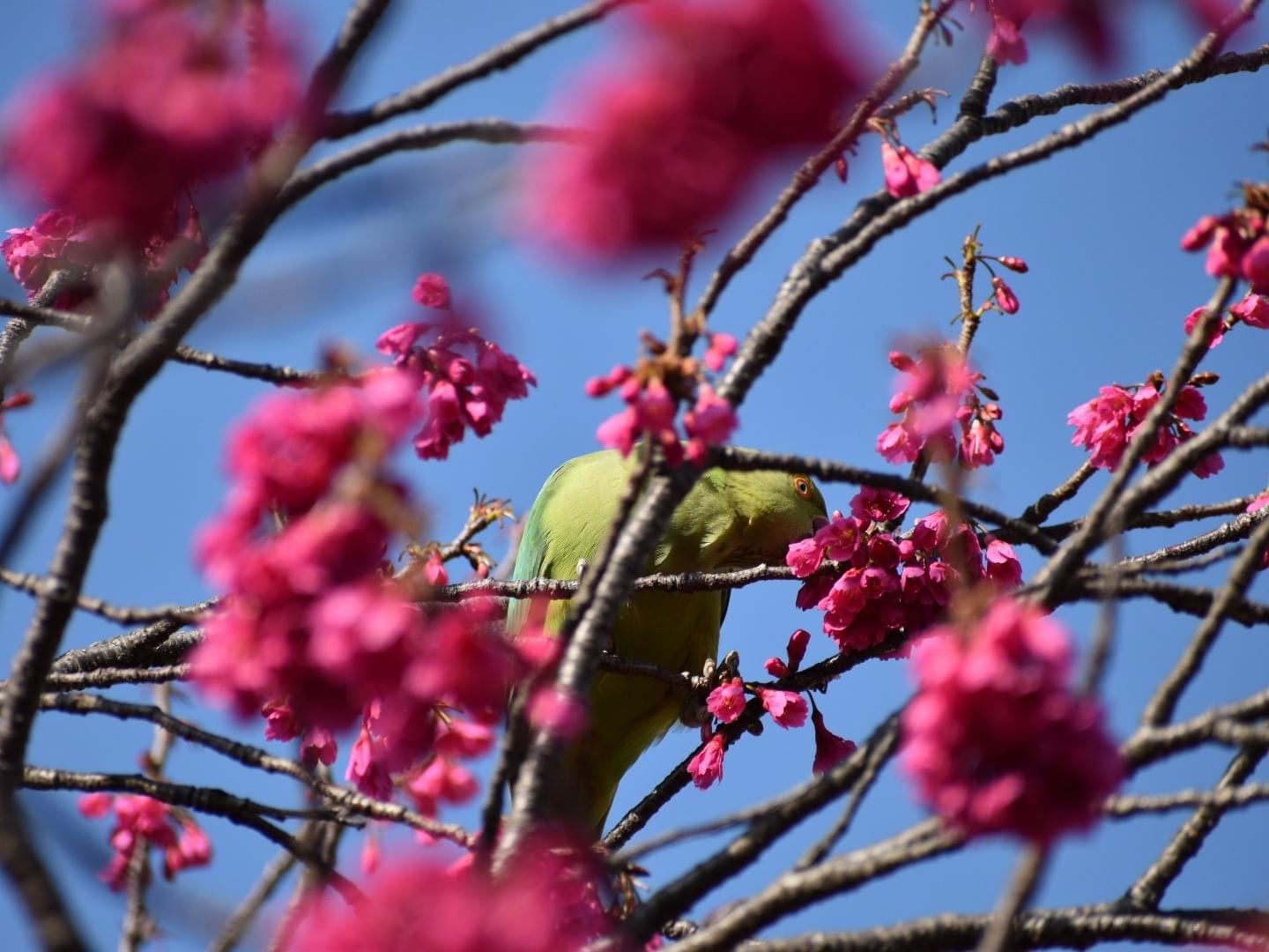 目撃された鳥 目撃された鳥