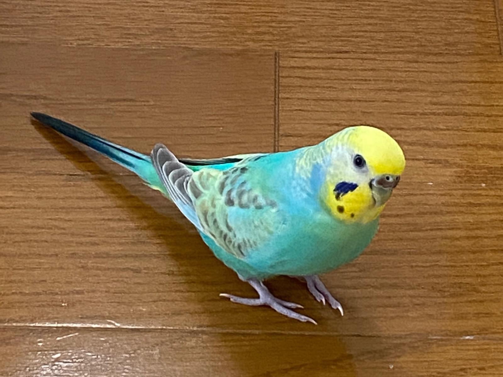 パールちゃん パールちゃん