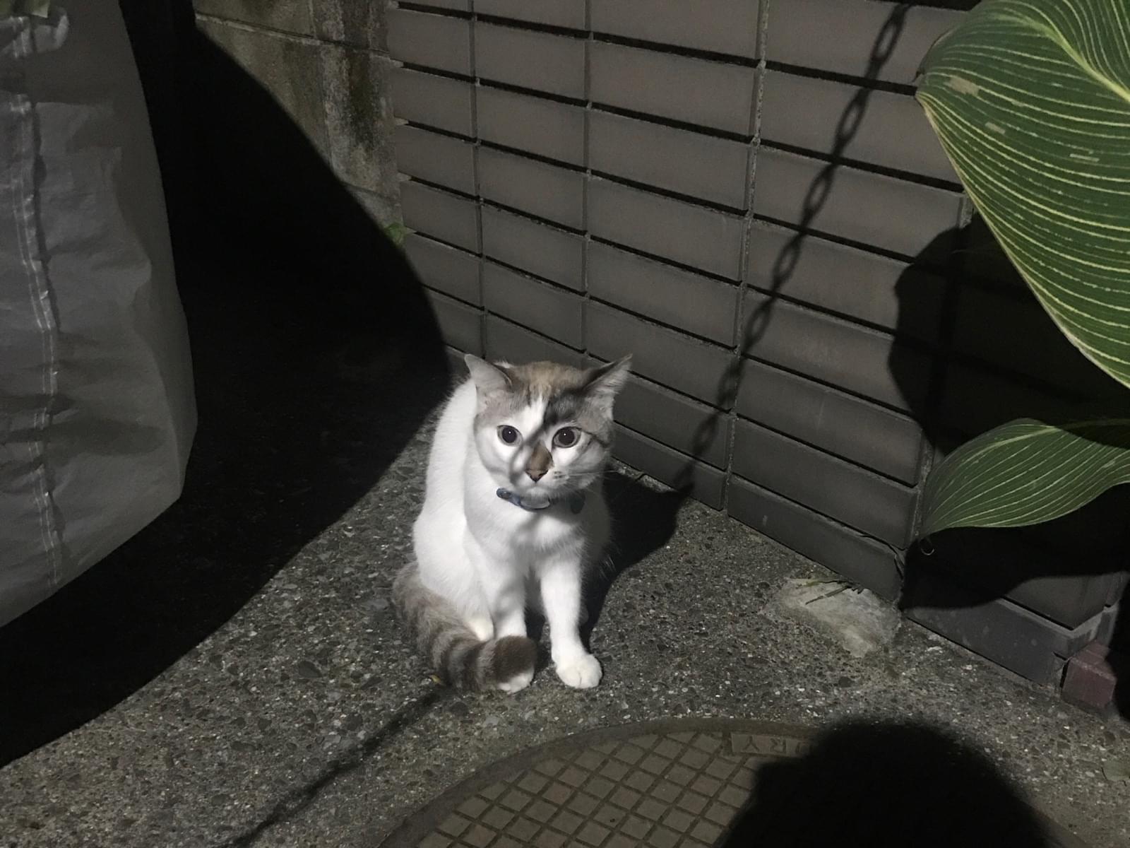 目撃された猫 目撃された猫