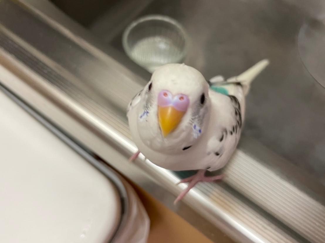 はくちゃん はくちゃん