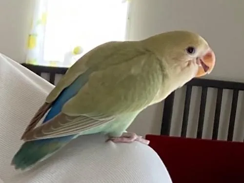 コザクラインコ　リクエストページ コザクラインコを探しています