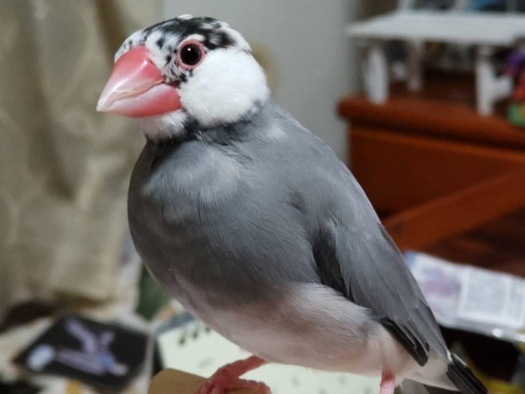Q太郎ちゃん Q太郎ちゃん
