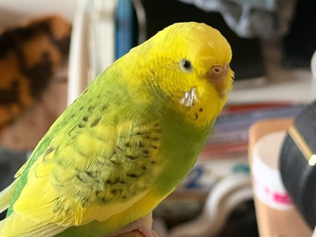 ピコちゃん