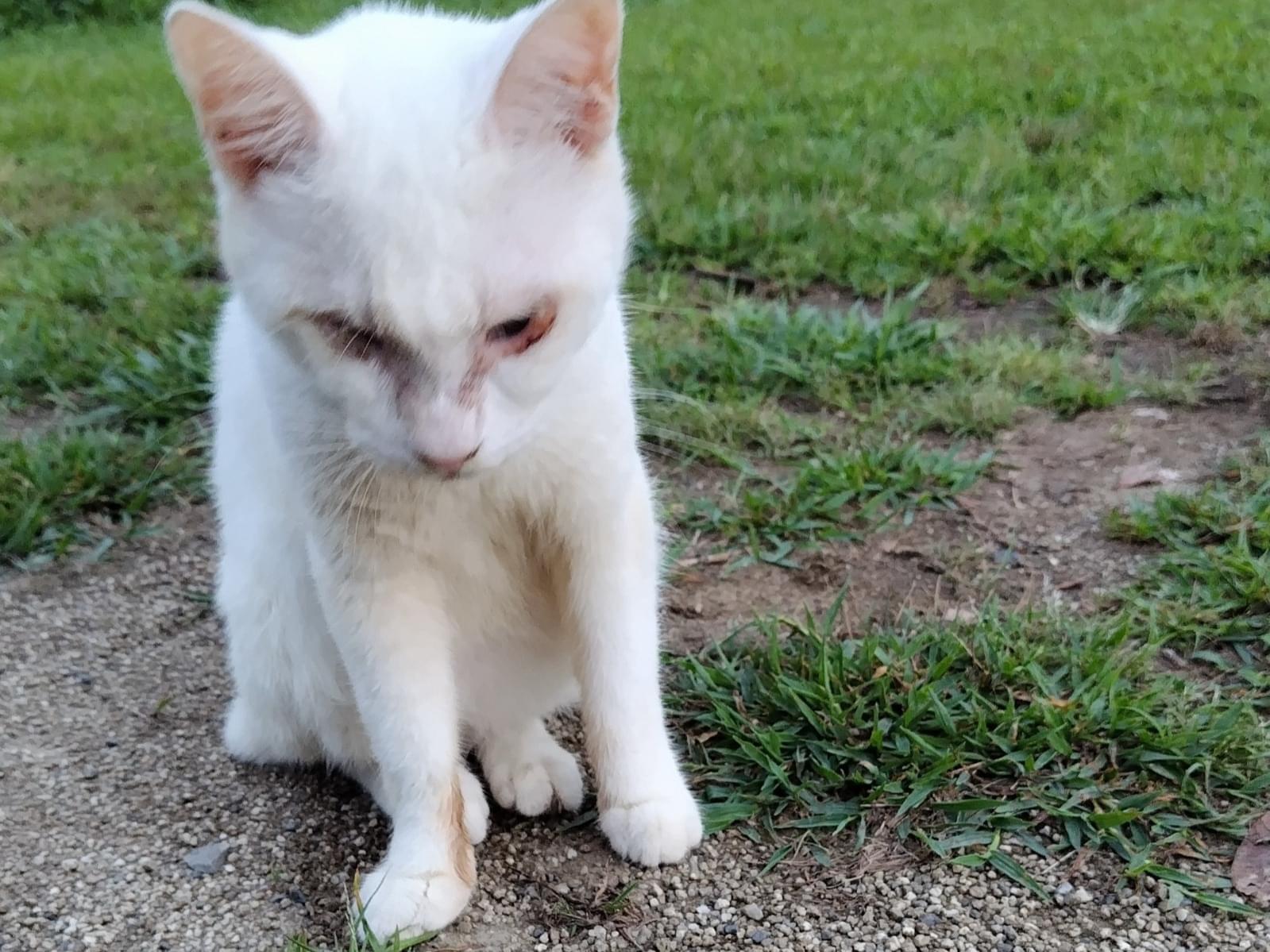 目撃された猫 目撃された猫