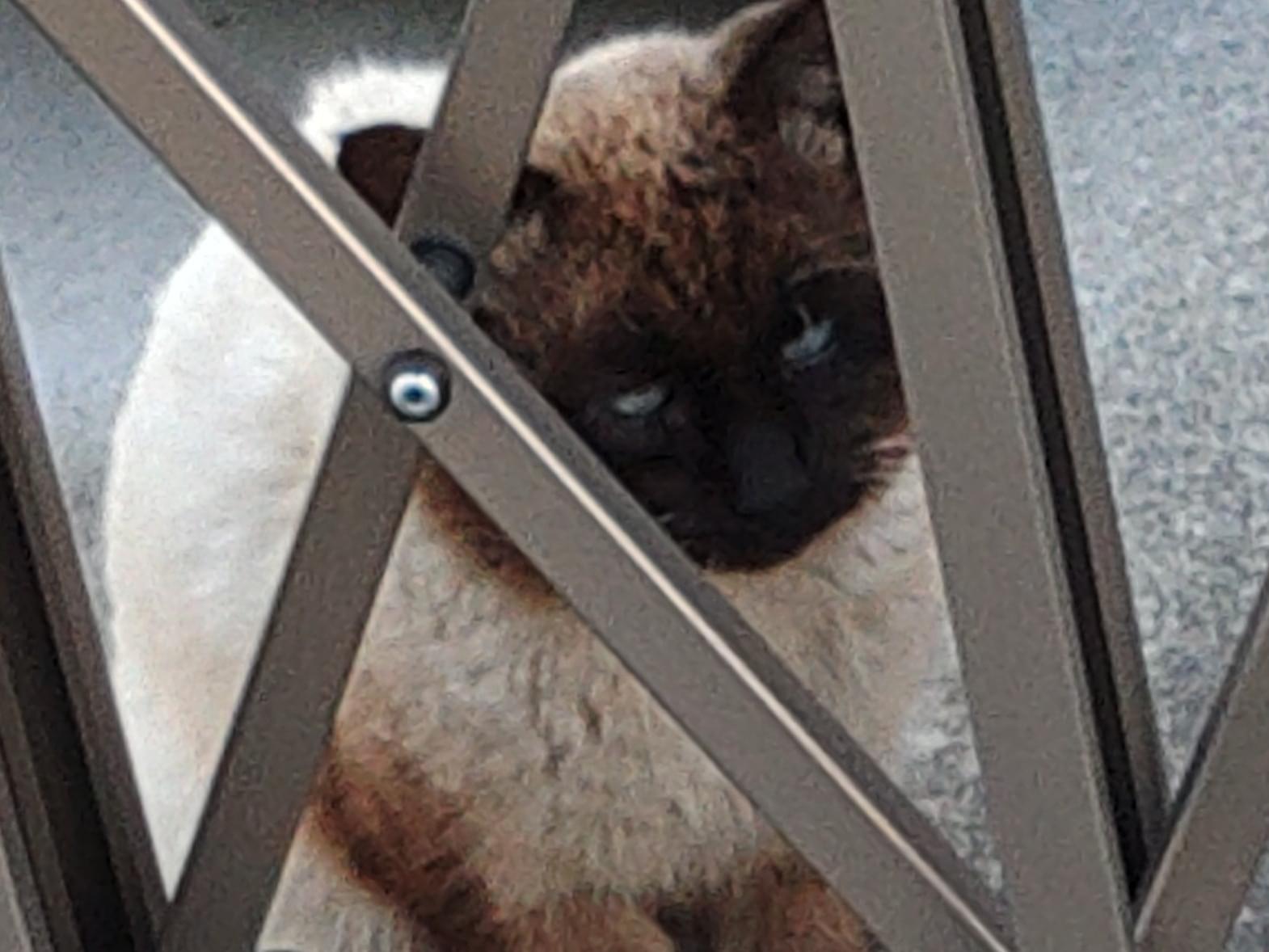目撃された猫 目撃された猫