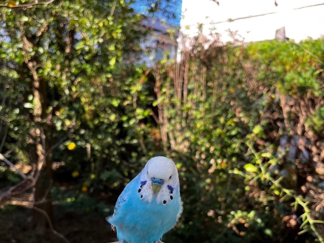 目撃された鳥 目撃された鳥