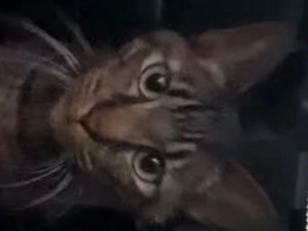 目撃された猫 目撃された猫