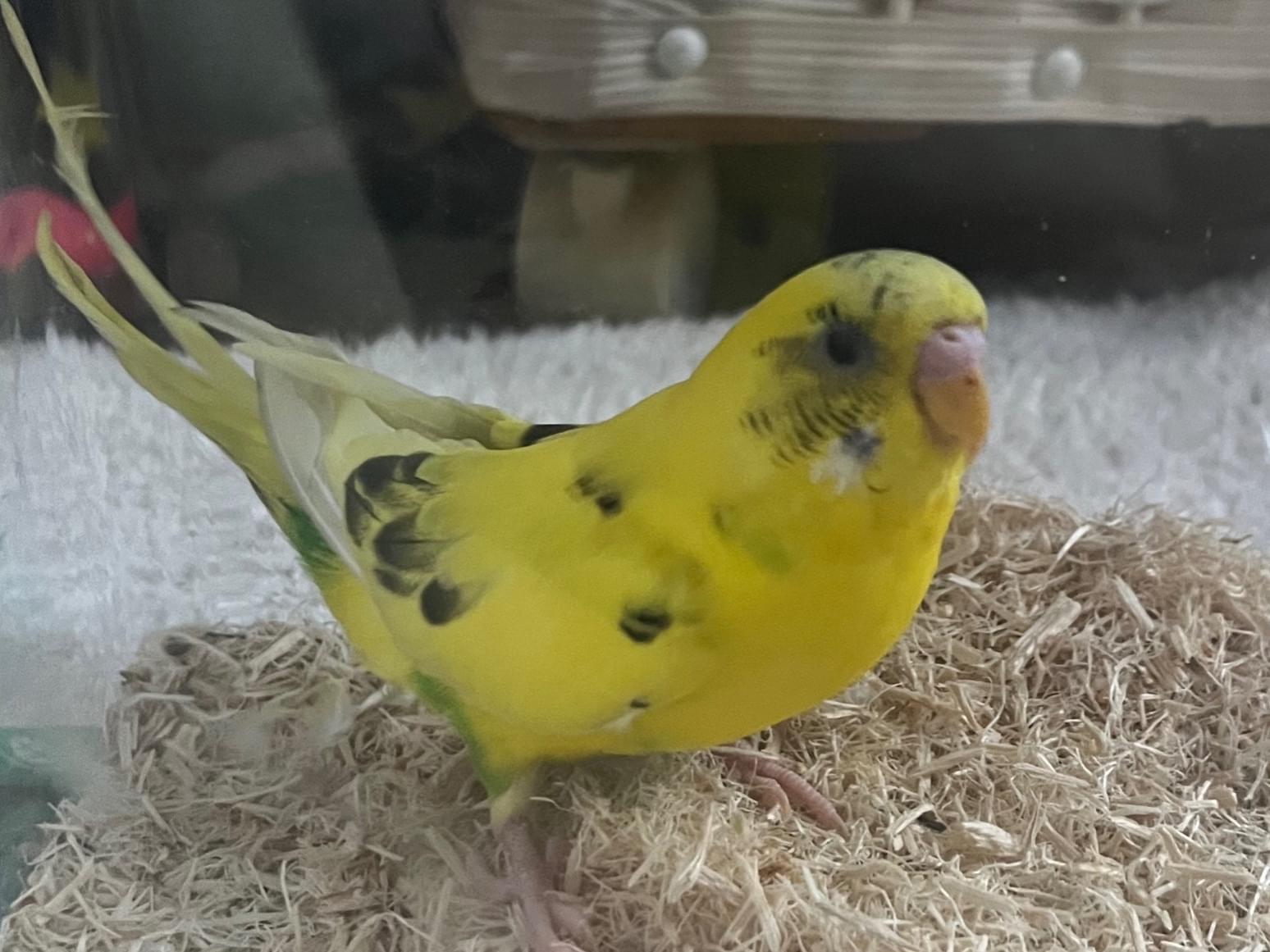 ねねちゃん ねねちゃん