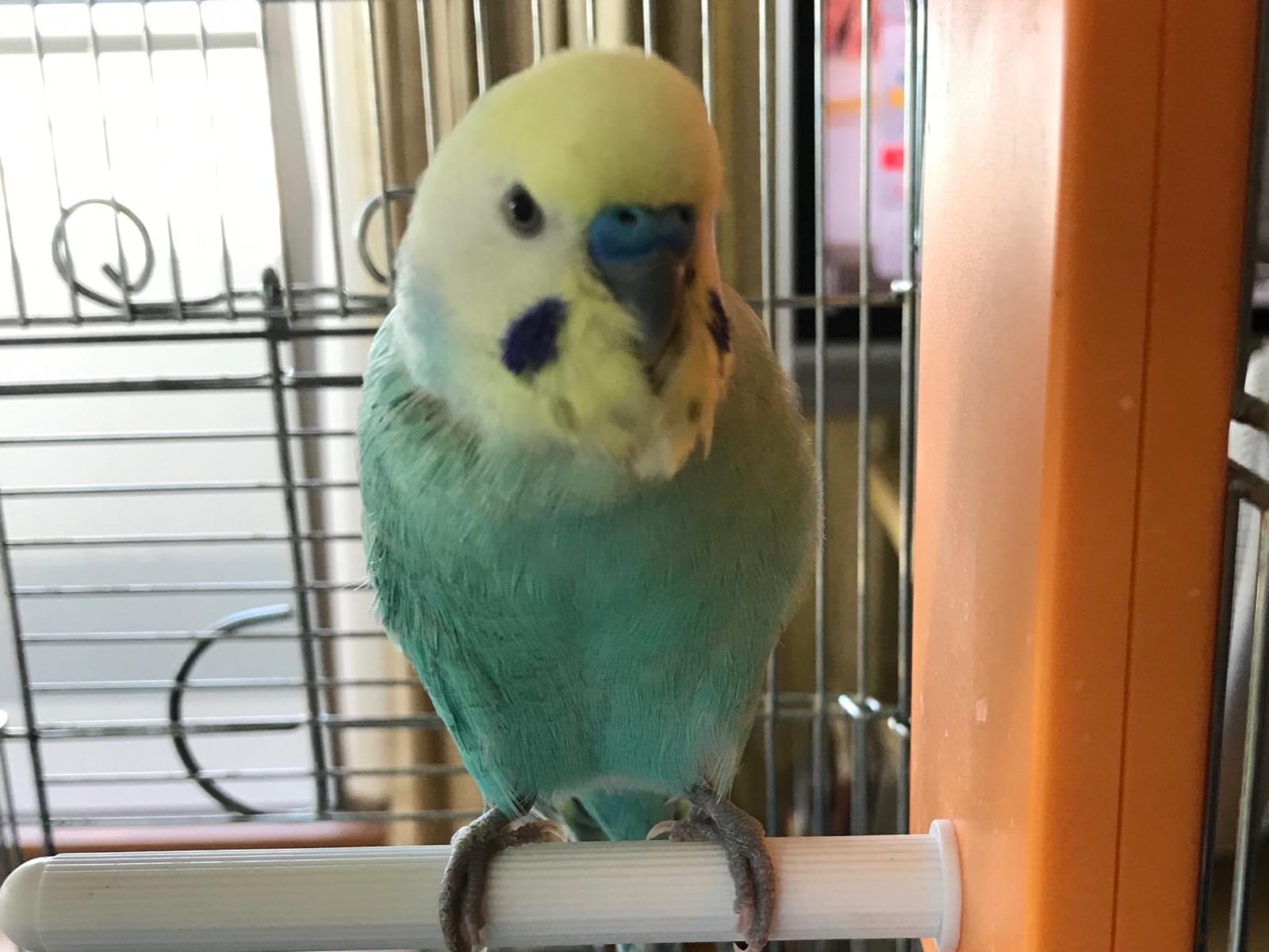 はぐちゃん はぐちゃん
