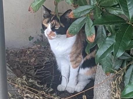 目撃された猫 目撃された猫