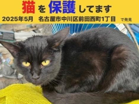 保護された猫 保護された猫