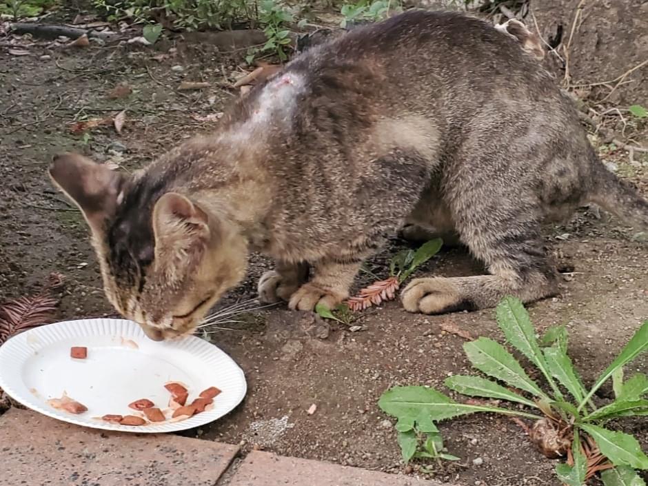 目撃された猫 目撃された猫