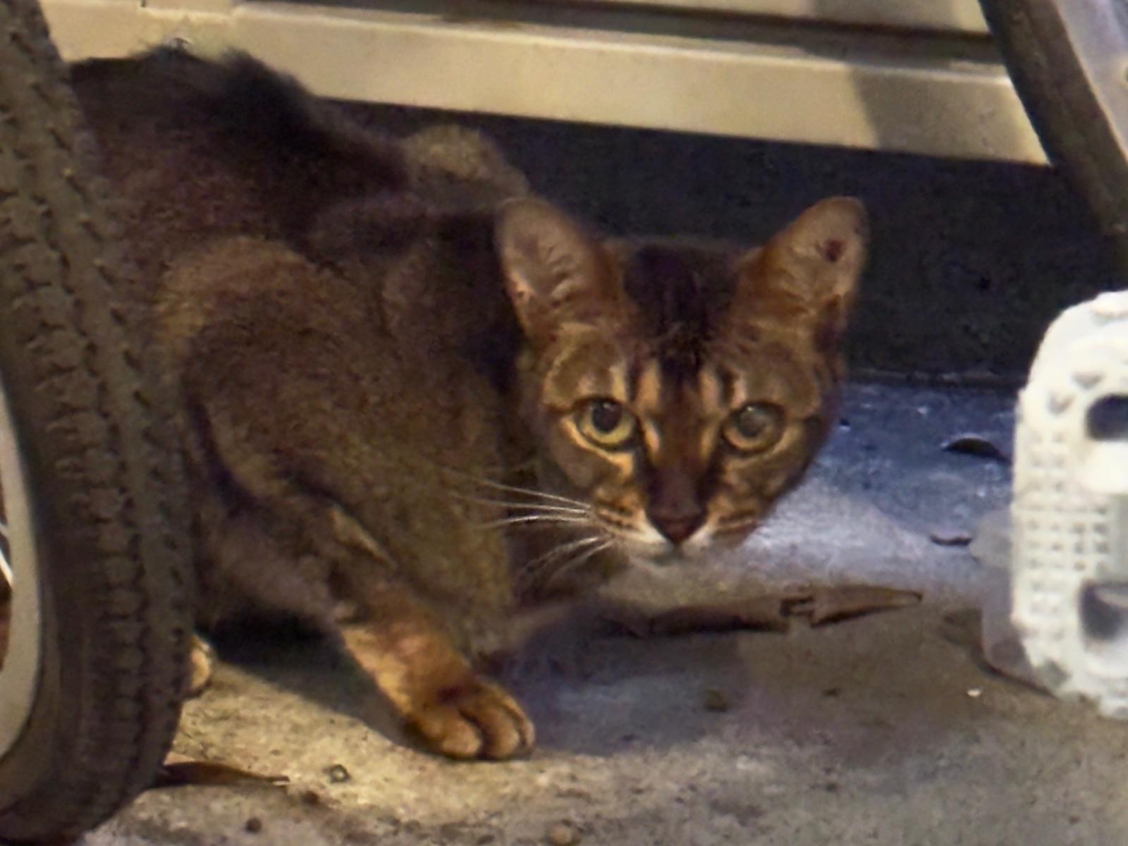 目撃された猫 目撃された猫