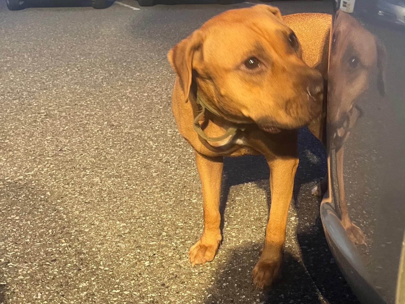 保護された犬 保護された犬
