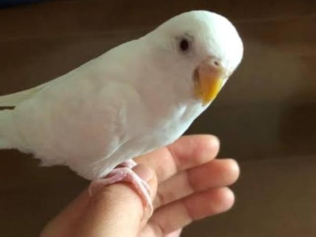 ハクちゃん ハクちゃん