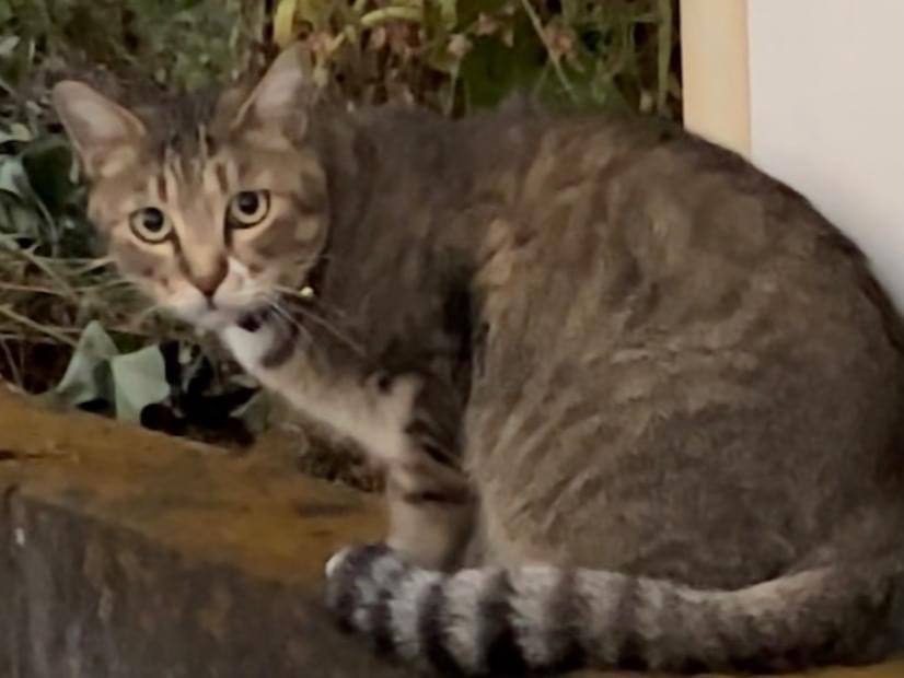 目撃された猫 目撃された猫