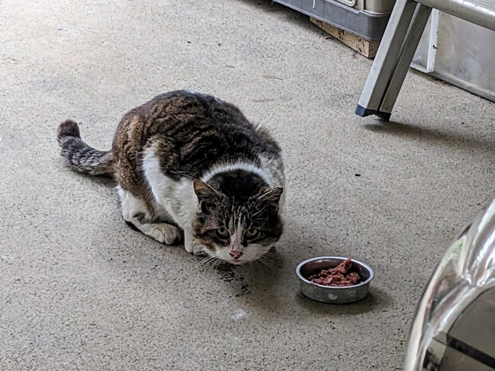 目撃された猫 目撃された猫