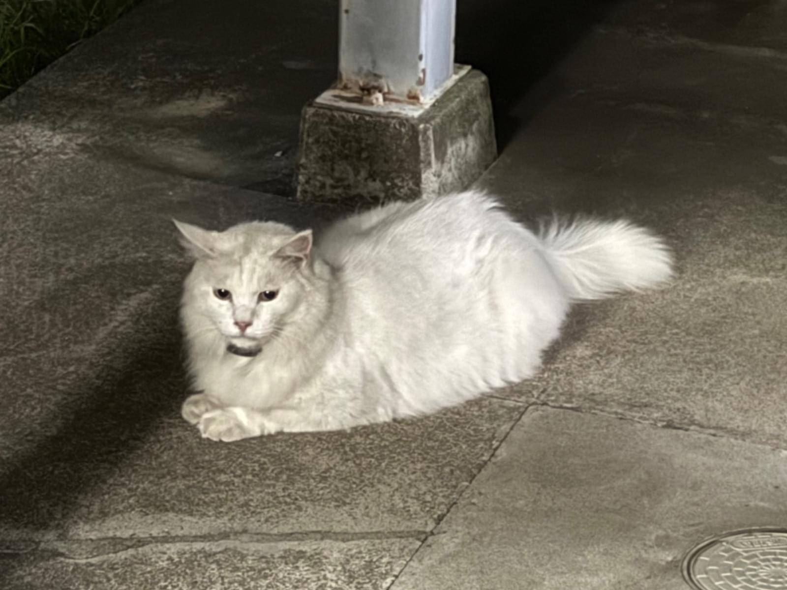 目撃された猫