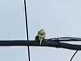 目撃された鳥 目撃された鳥