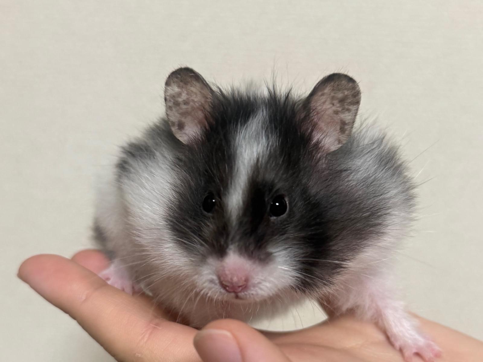 クッピーちゃん